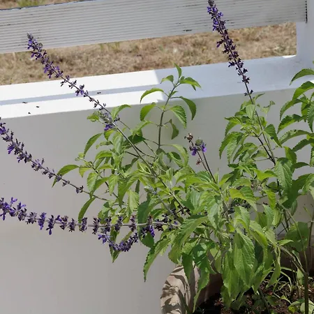 Maggana Apartament *